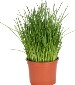 Intratuin Bio Schnittlauch (Allium schoenoprasum) D 12 H 15 cm