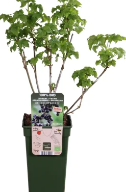 Intratuin Bio Schwarze Johannisbeere (Ribes 'Black Bells') H 50 cm