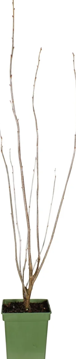 Intratuin Bio Schwarze Johannisbeere (Ribes nigra 'Ben Nevis') H 100 cm