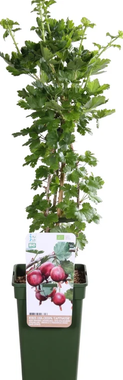 Intratuin Bio Stachelbeere (Ribes uva crispa 'Captivator') H 55 cm