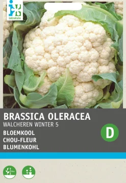 Intratuin Blumenkohl (Brassica oleracea 'Walcheren Winter') Samen