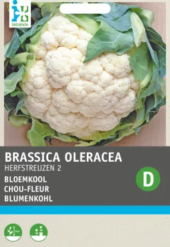 Intratuin Blumenkohl (Brassica oleracea 'Herbstriesen') Samen