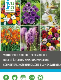 Intratuin Blumenzwiebel-Mischung schmetterlingsfreundliche Blumen 36 St.