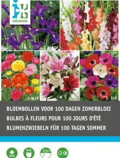 Intratuin Blumenzwiebel-Mischung für 100 Tage Sommerblüten 60 St.