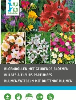 Intratuin Blumenzwiebel-Mischung mit duftenden Blumen 58 St.