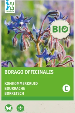 Intratuin Borretsch (Borago officinalis) (BIO) Samen