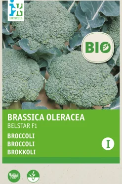 Intratuin Brokkoli (Brassica oleracea 'Belstar F1') (BIO) Samen