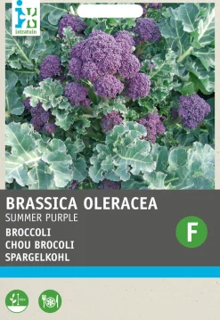 Intratuin Brokkoli (Brassica italicum 'Summer Purple') Samen