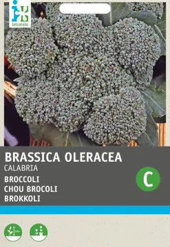 Intratuin Brokkoli (Brassica oleracea 'Calabria') Samen