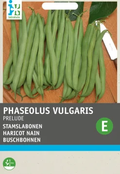 Intratuin Buschbohne (Phaseolus vulgaris 'Prelude') Samen