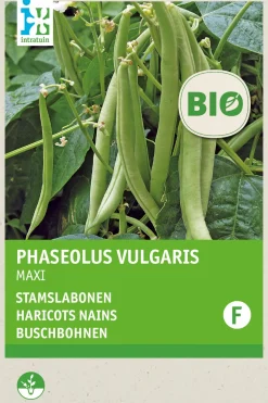 Intratuin Buschbohne (Phaseolus vulgaris 'Maxi') (BIO) Samen