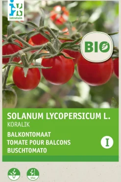 Intratuin Buschtomate (Solanum lycopersicum 'Koralik') (BIO) Samen