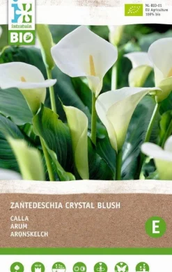 Intratuin Calla (Calla 'Crystal Blush') (BIO) Blumenzwiebel 1 St.