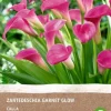 Intratuin Calla (Calla 'Garnet Glow') (BIO) Blumenzwiebel