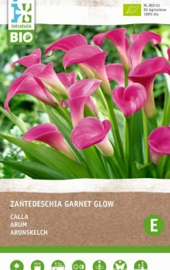 Intratuin Calla (Calla 'Garnet Glow') (BIO) Blumenzwiebel