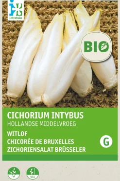 Intratuin Chicorée (Cichorium intybus) (BIO) Samen