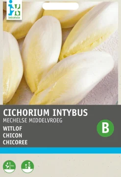 Intratuin Chicoree (Cichorium intybus 'Mechelner') Samen