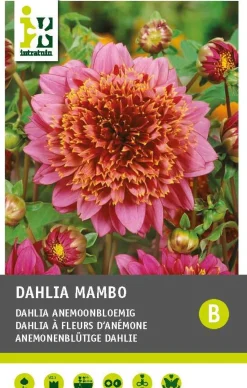 Intratuin Dahlie anemonenblütig (Dahlia 'Mambo') Blumenzwiebel 1 St.