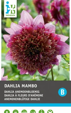 Intratuin Dahlie anemonenblütig (Dahlia 'Mambo') Blumenzwiebel 1 St.