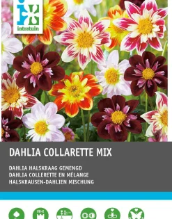 Intratuin Dahlie (Dahlia 'Collarette' mix) 5 st