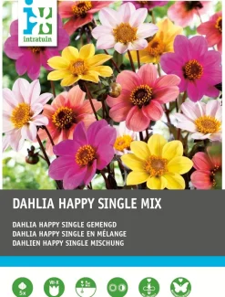 Intratuin Dahlie (Dahlia 'Happy Single') Blumenzwiebel-Mischung 5 St.