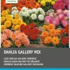 Intratuin Dahlie niedrig (Dahlia 'Gallery') Blumenzwiebel-Mischung 5 St.