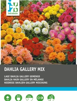 Intratuin Dahlie niedrig (Dahlia 'Gallery') Blumenzwiebel-Mischung 5 St.