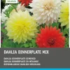 Intratuin Dahlie riesenblumig (Dahlia 'Dinnerplate') Blumenzwiebeln 5 St.