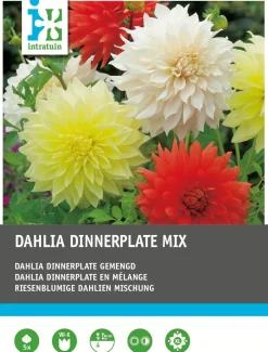 Intratuin Dahlie riesenblumig (Dahlia 'Dinnerplate') Blumenzwiebeln 5 St.