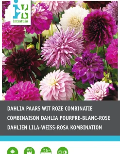 Intratuin Dahlien lila / weiß (Dahlia) Blumenzwiebel-Mischung 5 St.