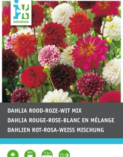 Intratuin Dahlien rot / weiß / rosa (Dahlia) Blumenzwiebeln 5 St.