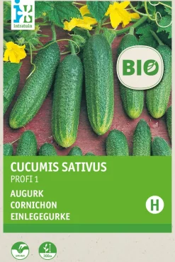 Intratuin Einlegegurke (Cucumis sativus 'Profi F1') (BIO) Samen
