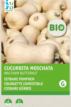 Intratuin Flaschenkürbis (Cucurbita maxima 'Waltham Butternut') (BIO) Samen