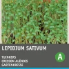 Intratuin Gartenkresse (Lepidium sativum) Kressesamen