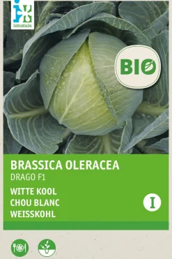 Intratuin Gemüsesamen Weißkohl (Brassica oleracea 'Drago F1') (BIO) Samen