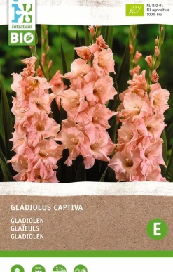 Intratuin Gladiolen (Gladiolus captiva) (BIO) Blumenzwiebeln 6 St.