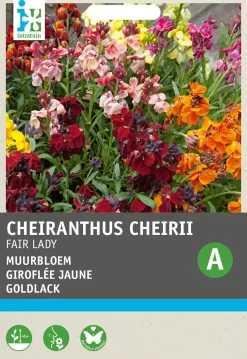 Intratuin Goldlack (Erysimum cheirri 'Fair Lady') Blumensamen