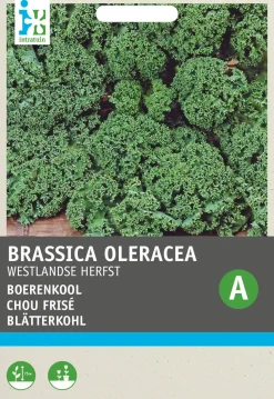 Intratuin Grünkohl (Brassica oleracea 'Westlandse Herfst') Samen
