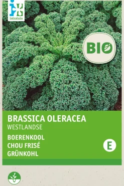 Intratuin Grünkohl (Brassica oleracea 'Westlandse Winter') (BIO) Samen