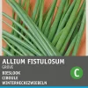 Intratuin Grober Schnittlauch / Winterheckezwiebeln (Allium fistulosum) Samen