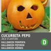 Intratuin Halloween Kürbis (Cucurbita pepo 'Jack O'Lantern') Samen