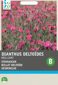 Intratuin Heidenelke (Dianthus deltoides 'Brilliant') Blumensamen