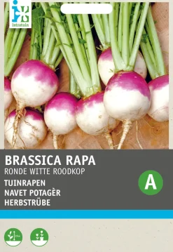 Intratuin Herbstrübe (Brassica rapa 'Runde Weiße Rotköpfige') Samen
