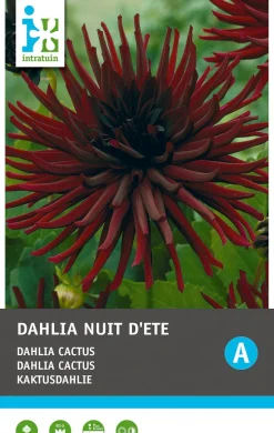 Intratuin Kaktusdahlie (Dahlia cactus 'Nuit d'ete') Blumenzwiebel 1 St.