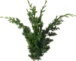 Intratuin Koniferen-Zweige Bund 20 cm