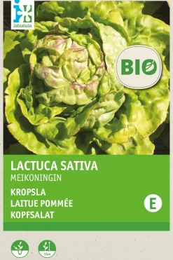 Intratuin Kopfsalat (Lactuca savita 'Maikönig') (BIO) Samen