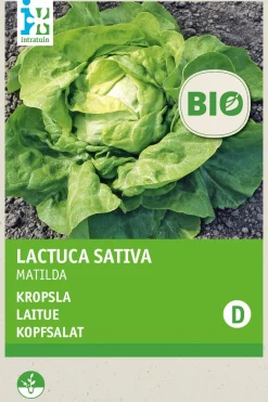 Intratuin Kopfsalat (Lactuca sativa 'Hilde') (BIO) Samen
