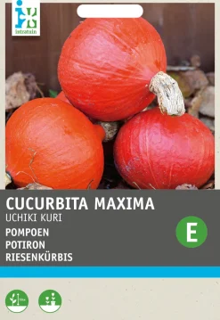 Intratuin Kürbis (Cucurbita maxima 'Uchiki Kuri') Samen