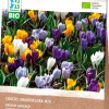 Intratuin Krokus (Crocus grandiflora) gemischt (BIO) Blumenzwiebeln 25 St.