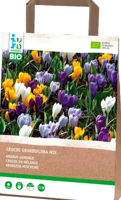 Intratuin Krokus (Crocus grandiflora) gemischt (BIO) Blumenzwiebeln 25 St.